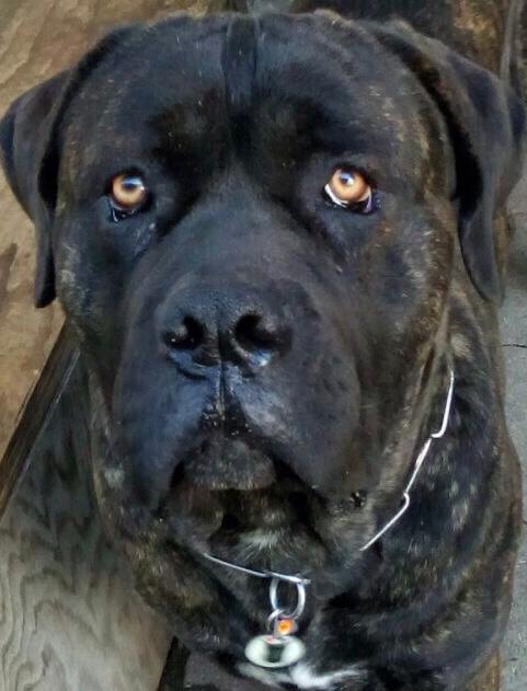 CORSO ANZIANO, RISCHIA IL CANILE!!! 🚨🚨 HARON, SPLENDIDO CANE - media 4