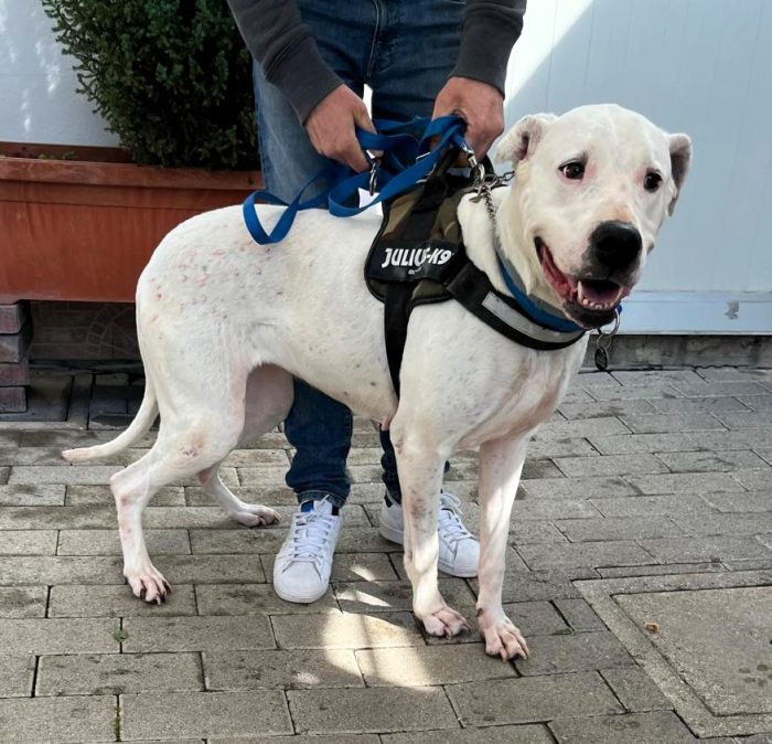 LOLA DOGO ARGENTINO