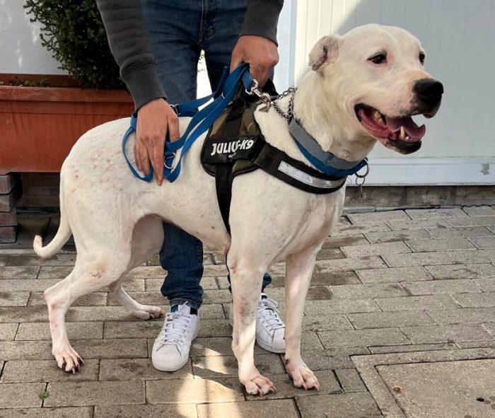 LOLA DOGO ARGENTINO - media 6