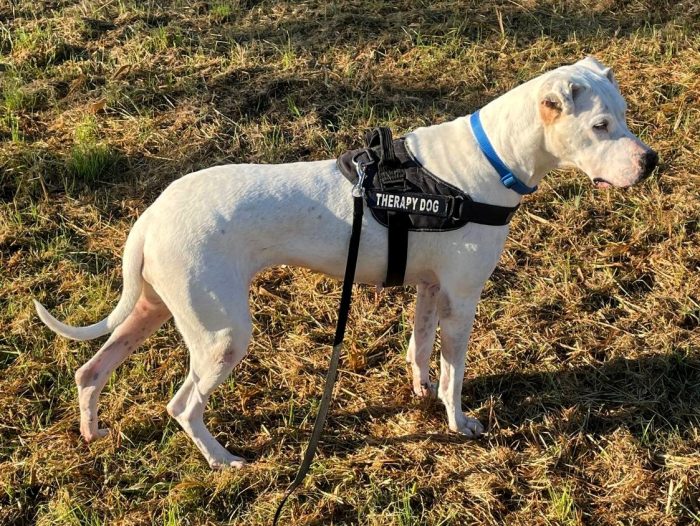 LOLA DOGO ARGENTINO