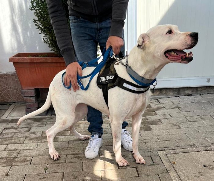LOLA DOGO ARGENTINO - media 5