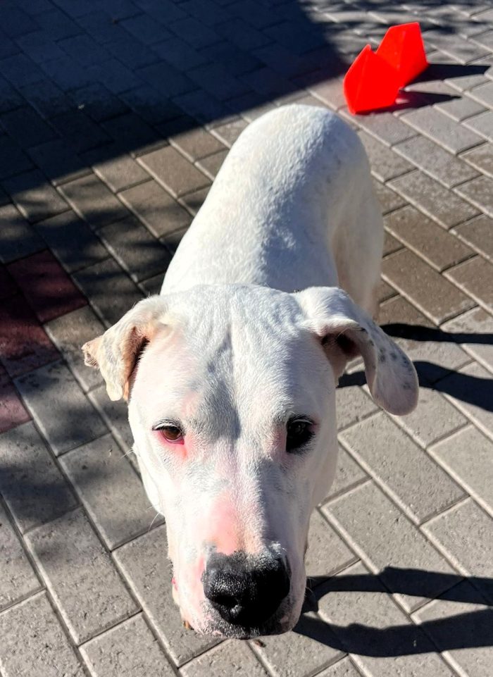 LOLA DOGO ARGENTINO - media 4