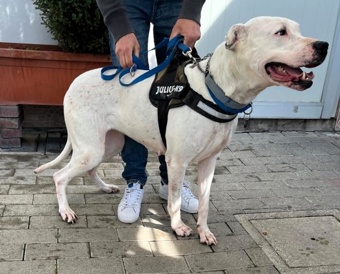 LOLA DOGO ARGENTINO - media 7