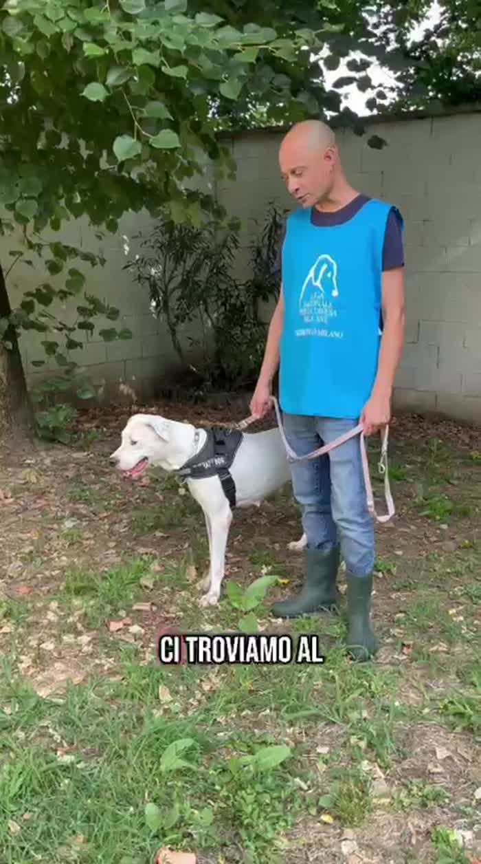 LOLA DOGO ARGENTINO - media 8