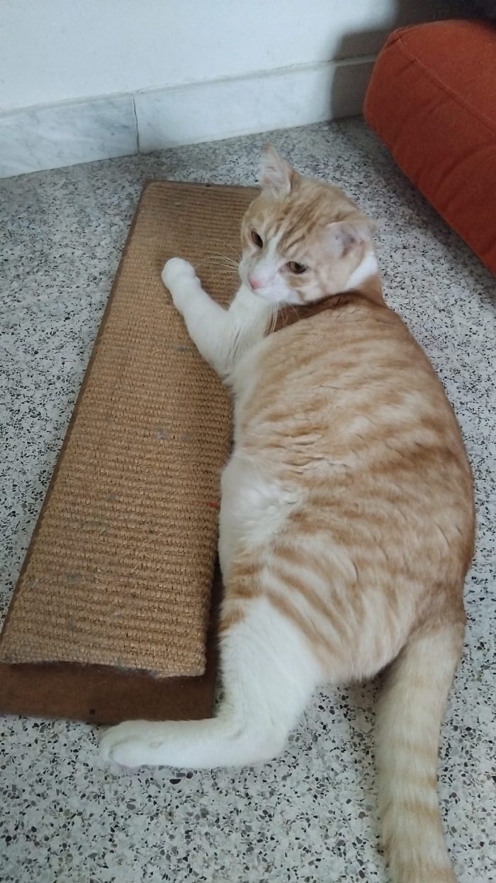 CAMILLO, micio adorabile, rosso e bianco