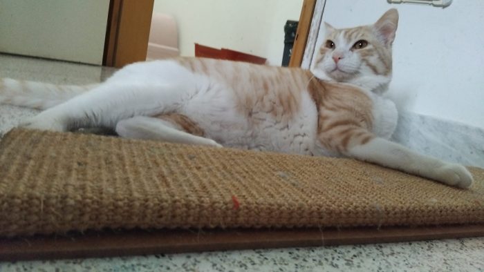 CAMILLO, micio adorabile, rosso e bianco - media 4