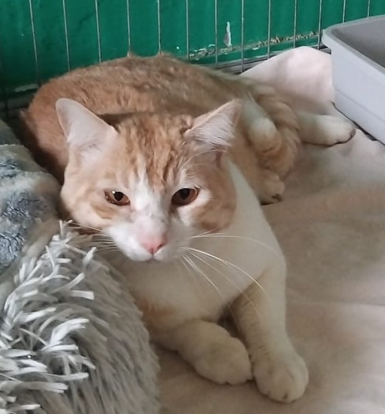 CAMILLO, micio adorabile, rosso e bianco