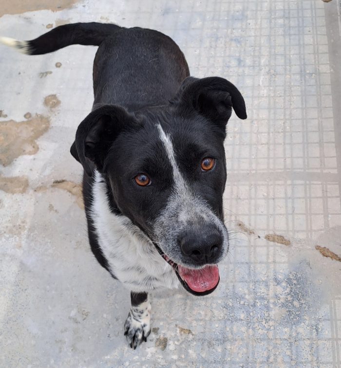 Fenice, dolcissima cagnolina