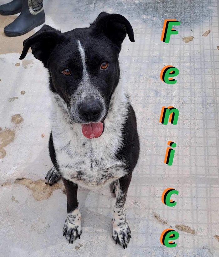 Fenice, dolcissima cagnolina