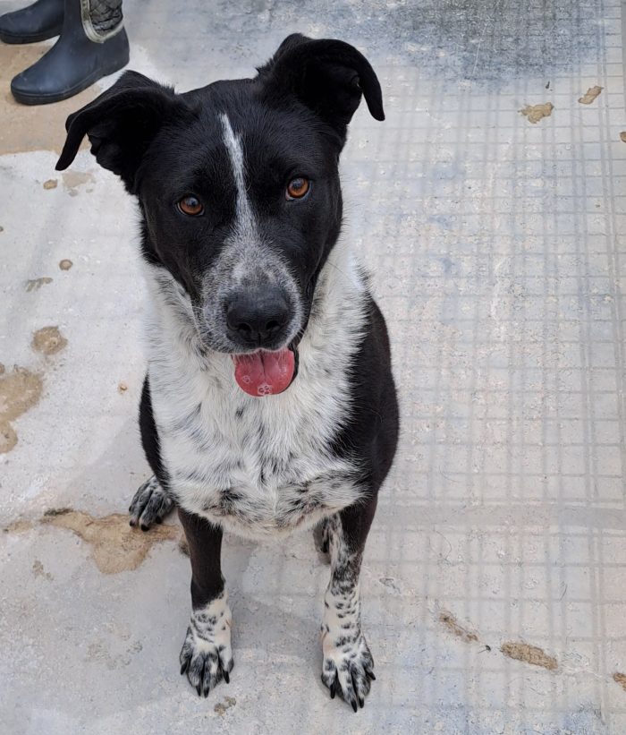 Fenice, dolcissima cagnolina