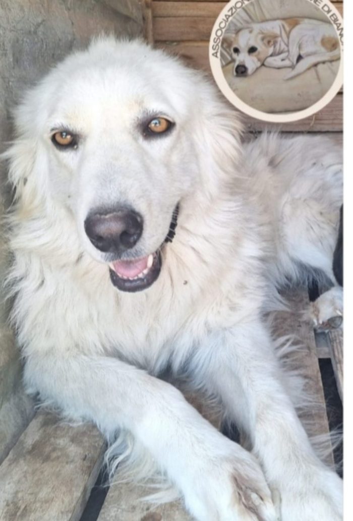 Mix Maremmana occhi ambra 4anni in rifugio da sempre.COSENZA
