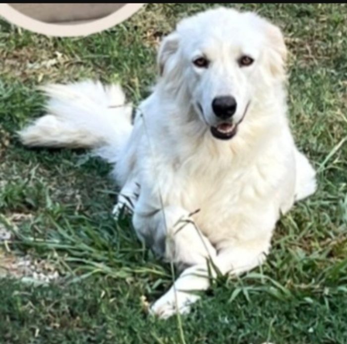 Mix Maremmana occhi ambra 4anni in rifugio da sempre.COSENZA