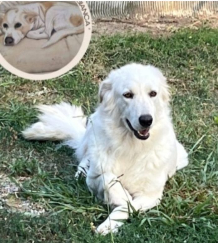 Mix Maremmana occhi ambra 4anni in rifugio da sempre.COSENZA