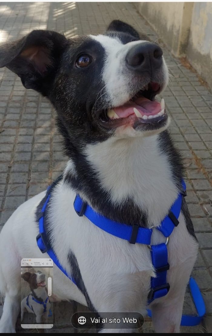 Femmina 3anni TRIPODE DEVE VENIR VIA DA LÌ! SOS STALLO(anche a pagamento)o ADOZIONE NUORO