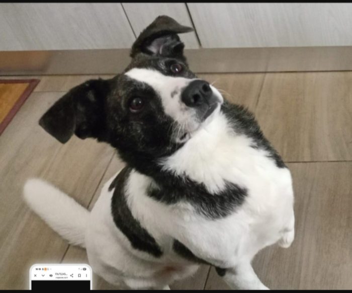 Femmina 3anni TRIPODE DEVE VENIR VIA DA LÌ! SOS STALLO(anche a pagamento)o ADOZIONE NUORO