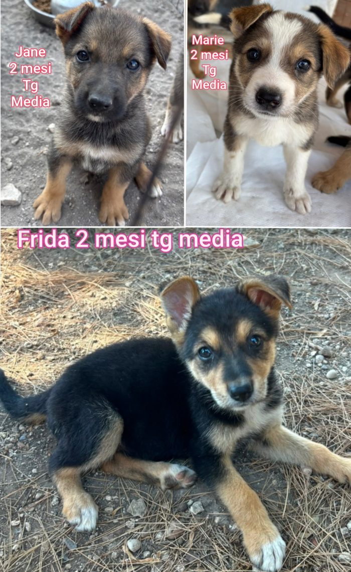 Chiamate per salvare un cucciolo