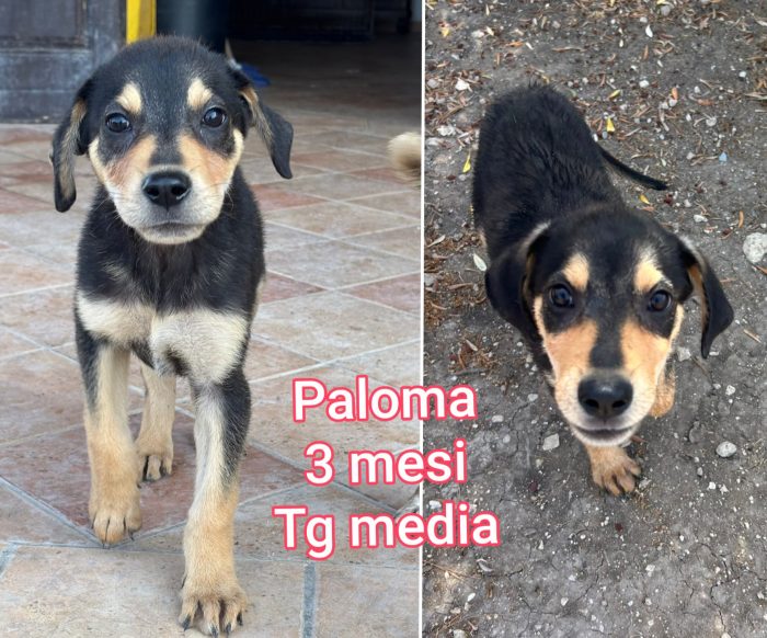 Chiamate per salvare un cucciolo - media 5