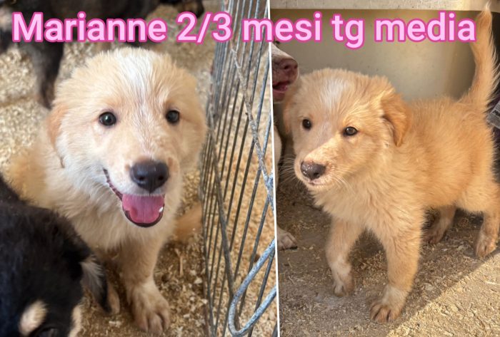 Chiamate per salvare un cucciolo - media 8
