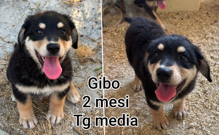 Chiamate per salvare un cucciolo - media 7