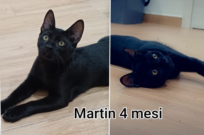 Telefona x salvare un gattino