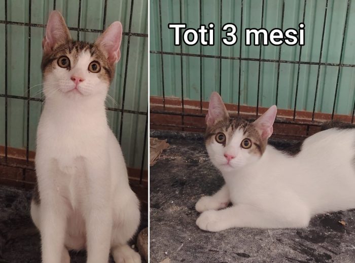 Telefona x salvare un gattino