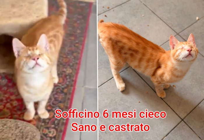 Telefona x salvare un gattino