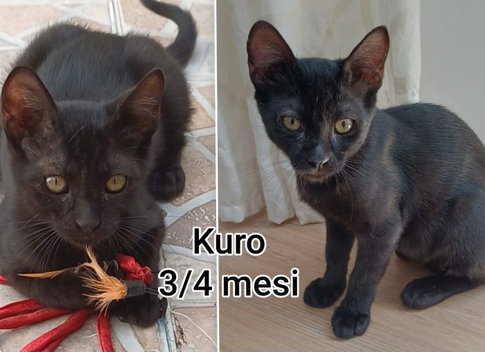 Telefona x salvare un gattino - media 6