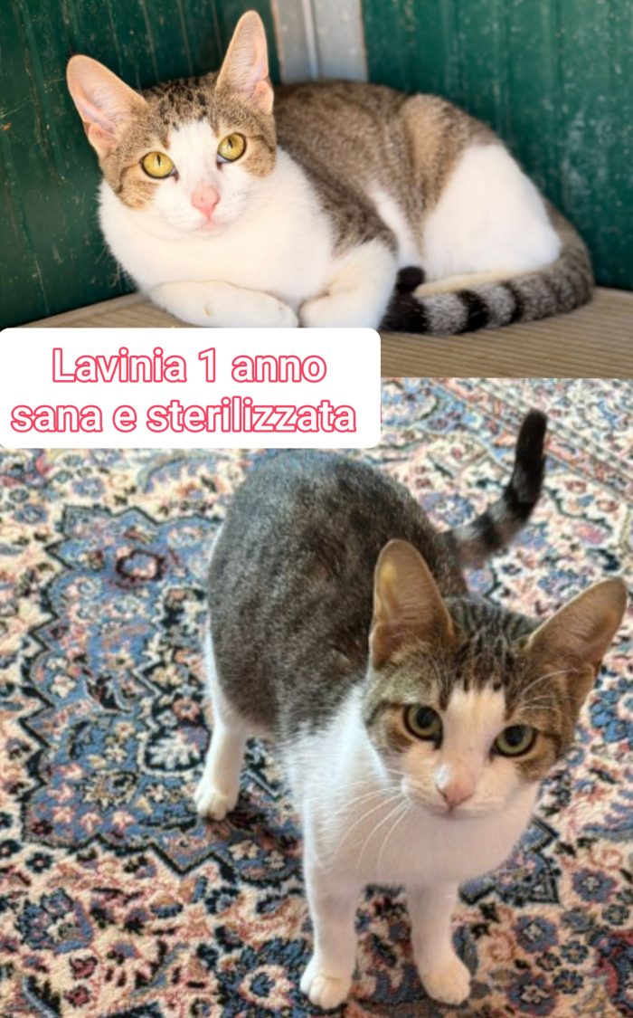 Telefona x salvare un gattino - media 9
