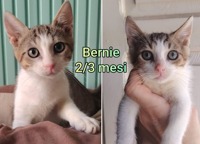 Telefona x salvare un gattino - media 5