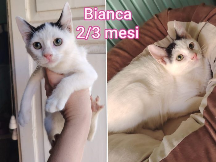 Telefona x salvare un gattino - media 4