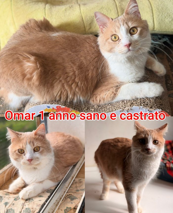 Telefona x salvare un gattino - media 10