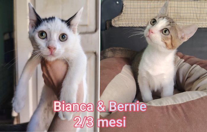 Gattini abbandonati: EMERGENZA