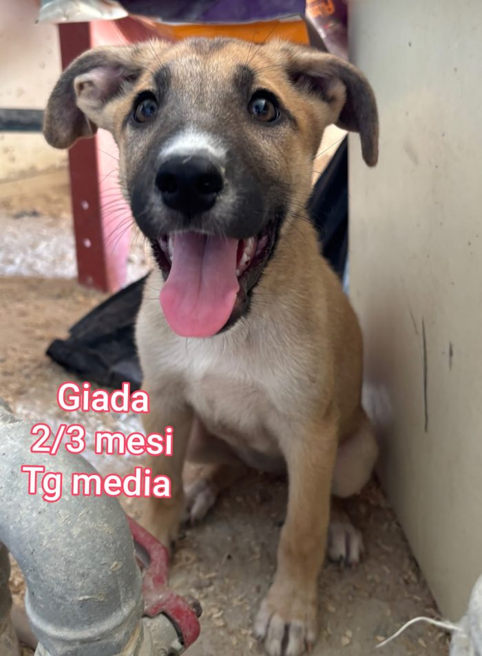 CUCCIOLI ABBANDONATI: EMERGENZA