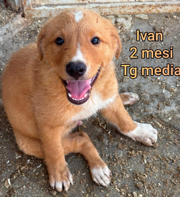 CUCCIOLI ABBANDONATI: EMERGENZA - media 5