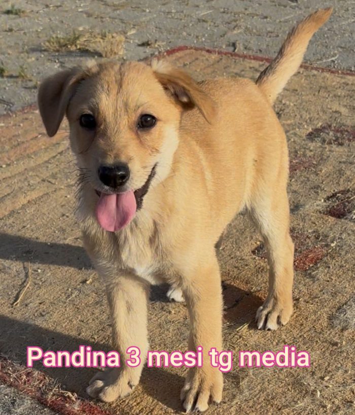 CUCCIOLI ABBANDONATI: EMERGENZA
