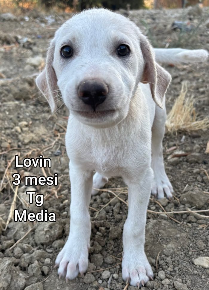 CUCCIOLI ABBANDONATI: EMERGENZA - media 9