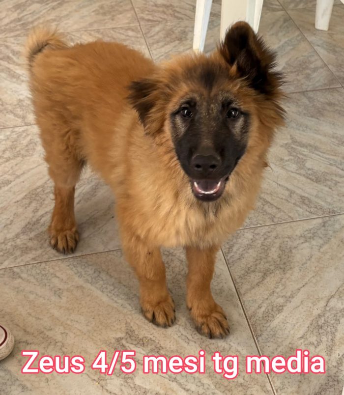 CUCCIOLI ABBANDONATI: EMERGENZA - media 6