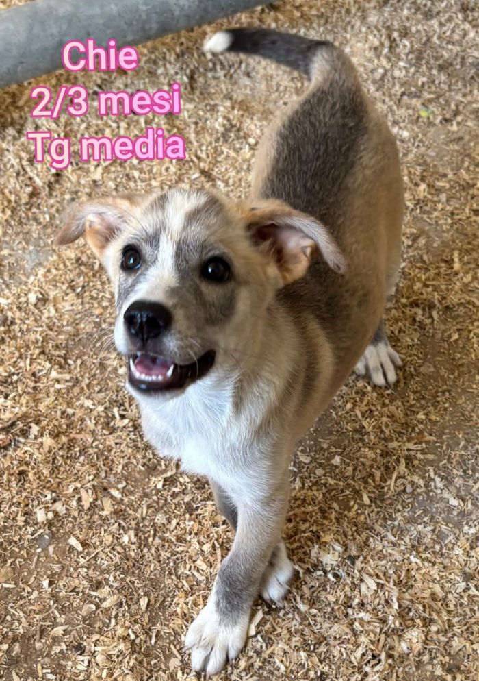 CUCCIOLI ABBANDONATI: EMERGENZA - media 8