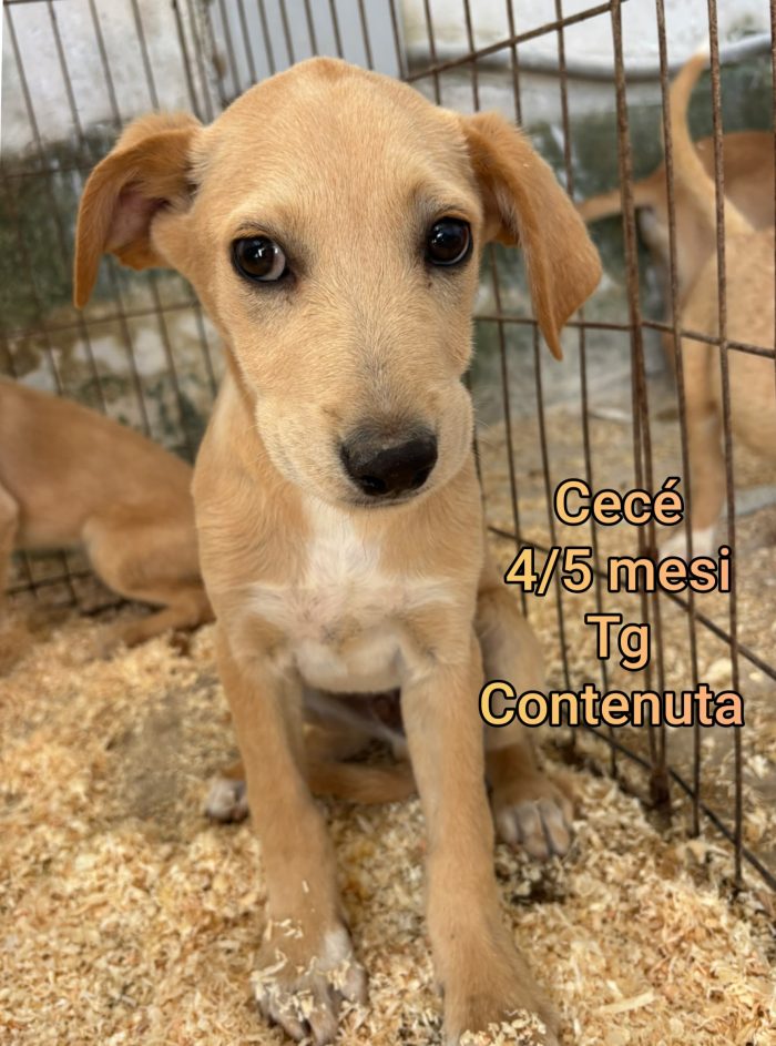 Cagnolini piccoli e contenuti