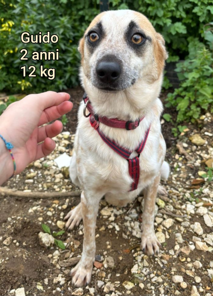 Cagnolini piccoli e contenuti - media 6