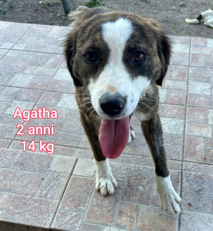 Cagnolini piccoli e contenuti - media 5