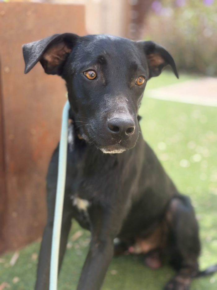 Thor 9/10mesi(mamma simil Labrador) nessuno lo nota perché nero! SICILIA SOS ABBANDONI