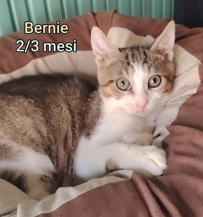 Micini bisognosi d'amore