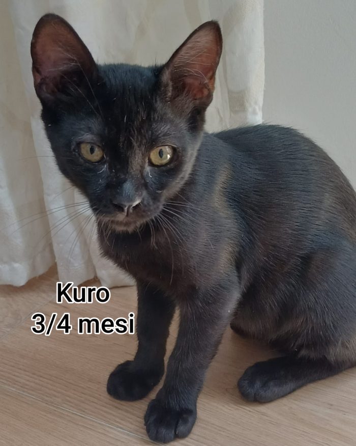 Micini bisognosi d'amore - media 4