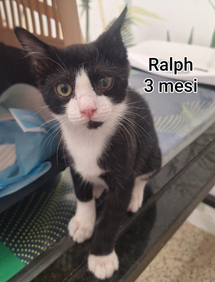 Micini bisognosi d'amore