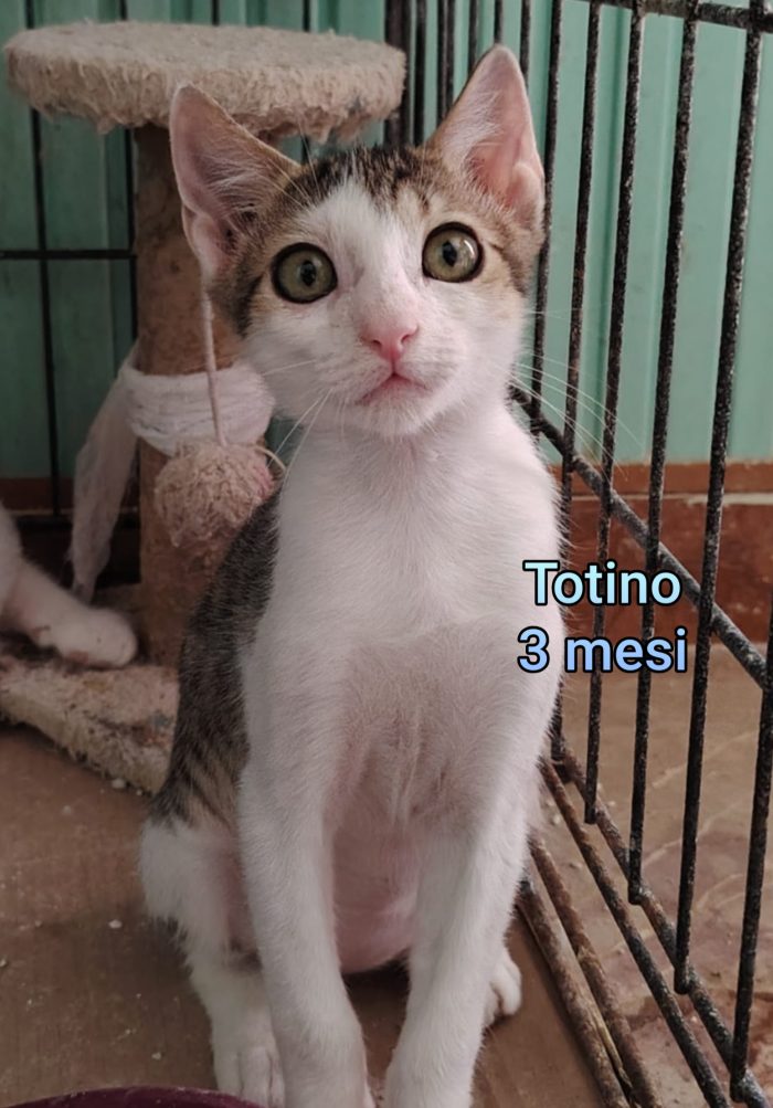 Micini bisognosi d'amore - media 9