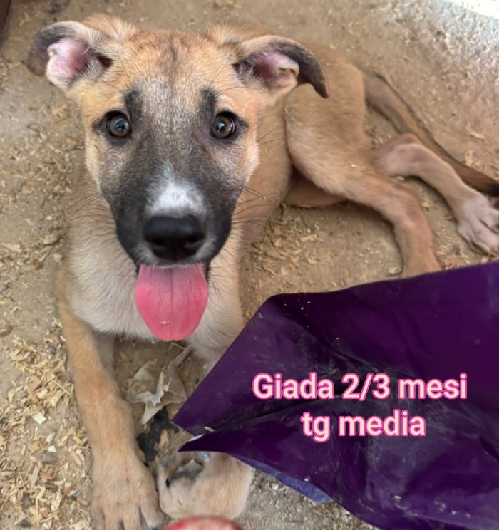 ADOTTA UN CUCCIOLO SENZA CASA