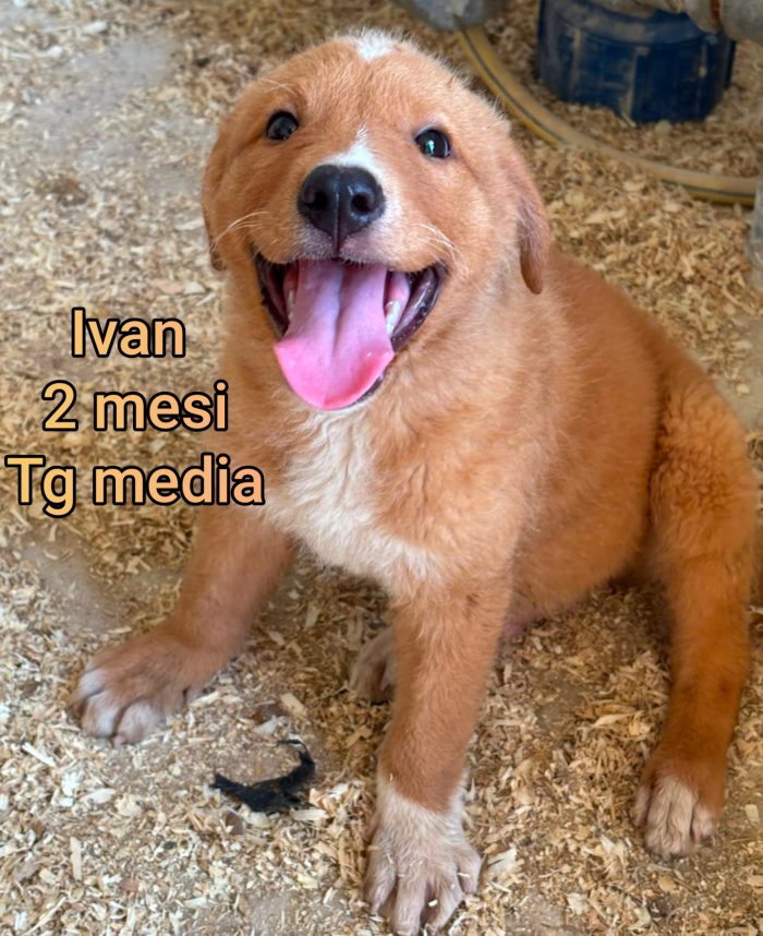 ADOTTA UN CUCCIOLO SENZA CASA