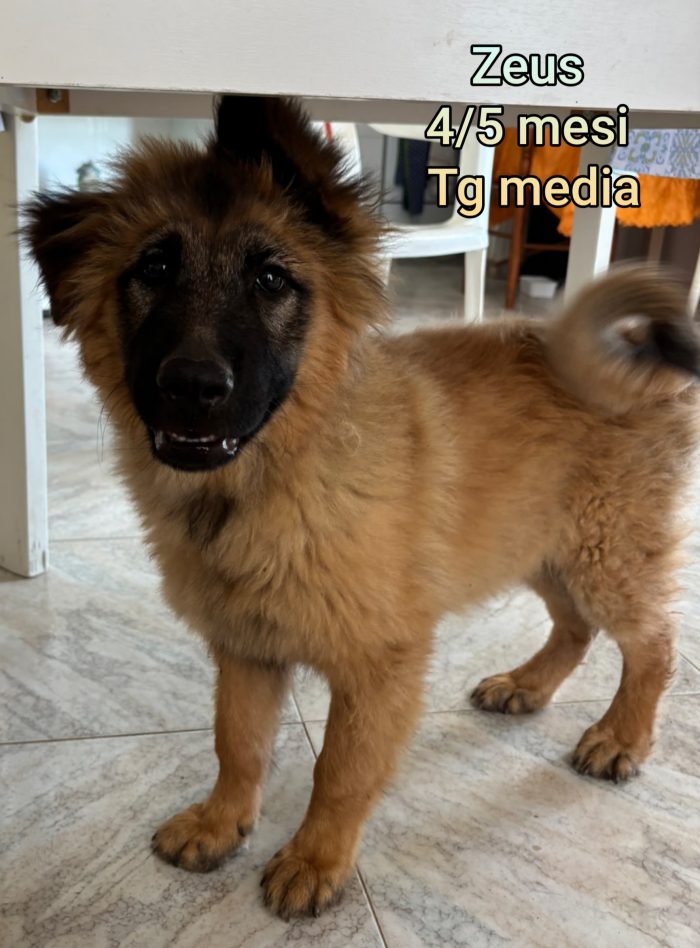 ADOTTA UN CUCCIOLO SENZA CASA - media 6