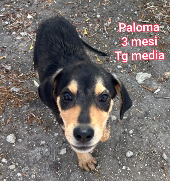 ADOTTA UN CUCCIOLO SENZA CASA - media 5